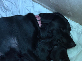 Black Labrador puppies for sale