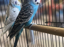 Female & male budgie