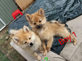 2 boys