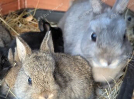 Female Netherland dwarf