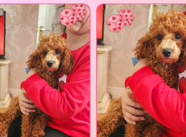 Toy poodle