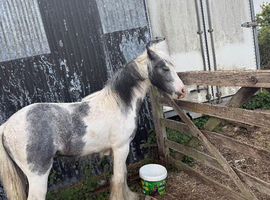 10 month old colt cob stunning