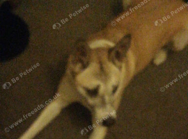 Akitia crossed grey hound