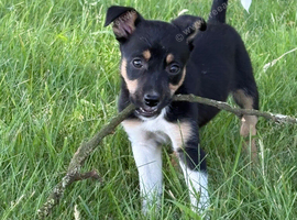 Lovely Border Collie x Kelpie puppies