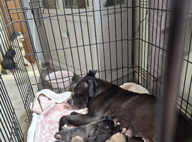 Cane corso x Siberian husky