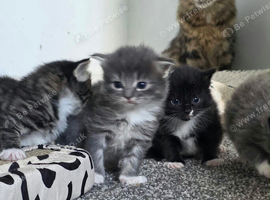 Maine Coon Cross kittens