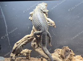 Flo the bearded dragon