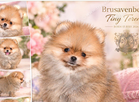 TINY FLUFF BALL RKC GIRL