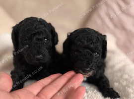 Toy poodle puppies