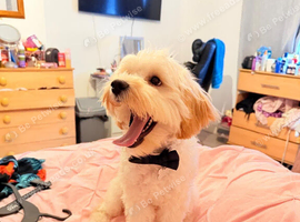 Male cockapoo puppy for sale