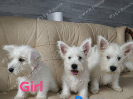 Westie puppies available for new family home