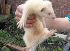 Ferret kits for sale