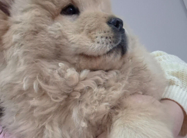 Chow chow puppies