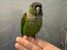 Hand reared baby conure parrot ///