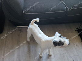 Parson terrier dog