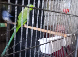 breeding pair of Ringnecks