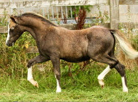 Quality Welsh Section A Show Filly Bred In The Purple