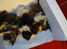 Furry baby ginea pigs