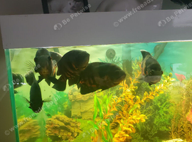 5 tiger Oscar's