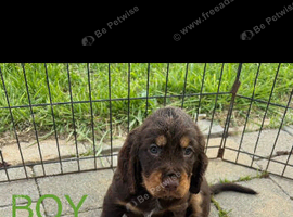 Cocker spaniel puppies