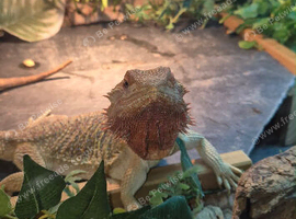Female bearded dragon