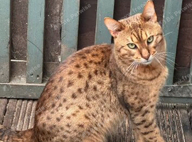 Savannah F6 kittens