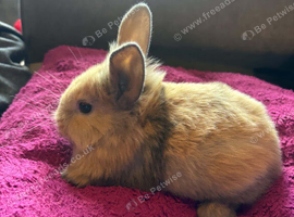 Baby mini lion lops