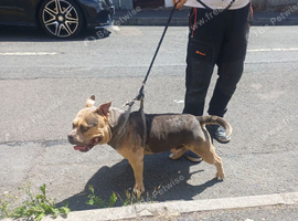 Pocket bully