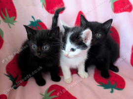 Very pretty kittens, wormed/flead/litter trained Prices vary