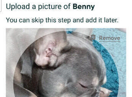 French bulldog male
