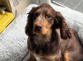 Girl spaniel