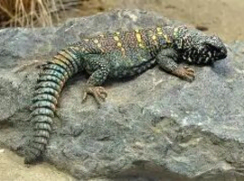 Wanted! Uromastyx Philbyi Male