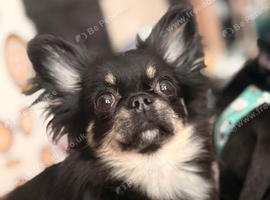Beautiful tiny boy