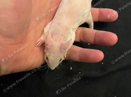 Males  6-8 weeks old