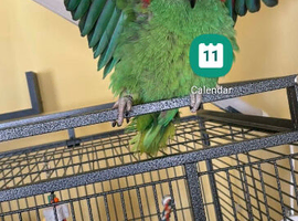 6 month old yellow head parrot