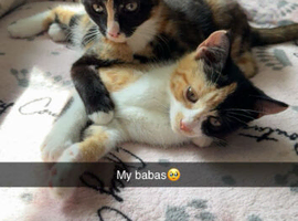 2 Adorable Girl Kittens