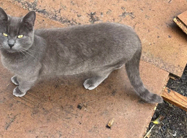 Kittens due soon