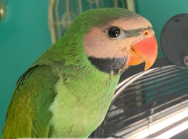 Rare Moustache parakeet