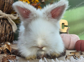 Maxi Angora Buck