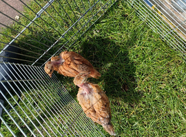 2 hens for sale
