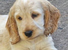 3 stunning babies available