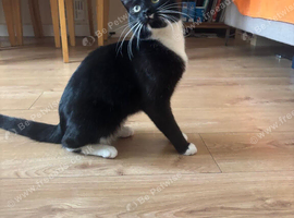 Tuxedo Cat