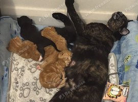 Ready 10th August Kittens
