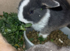 Prue breed mini lop rabbits