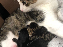 Kittens due 5th July.