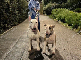Two Adult Bull Terriers Looking for a Loving New Home &ndash; Male & Female
