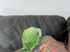 Three months old Alexandria Parrot