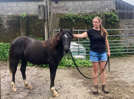 Penstroda Pendragon - black gelding