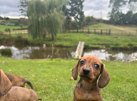 Beautiful dapple dachshund pups dapple tri