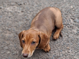 Gorgeous dapple miniature Dachshund boy